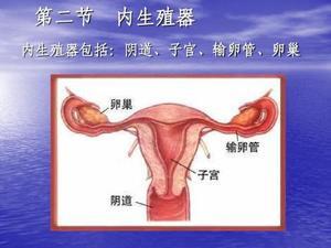 绝经后子宫腺肌瘤会自己消失吗