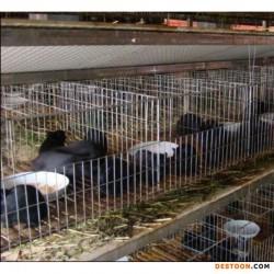 农村适合养殖的小动物湖南黑豚养殖创业投资项目