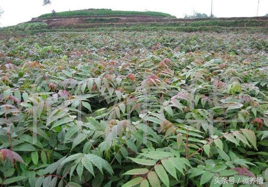 立体种植香椿芽技术，不是骗局，农民致富创业路上的又一好项目