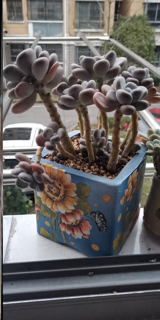 盛世鸿运花卉帅叔叔多肉花盆优选抖音同款肉厚观赏性很好8
