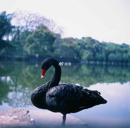 真正的平民中画幅胶片相机--海鸥4a双反