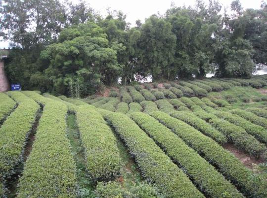 回客栈时随手拍的茶园,武夷山到处都是茶园