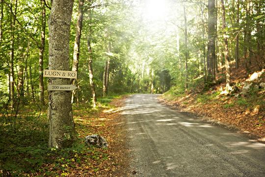 道路_通过_树林_图片大全—全景创意图库（quanjing.com）中国领先的正版图片视频素材网站