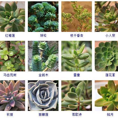 多肉名字一览表 头条搜索