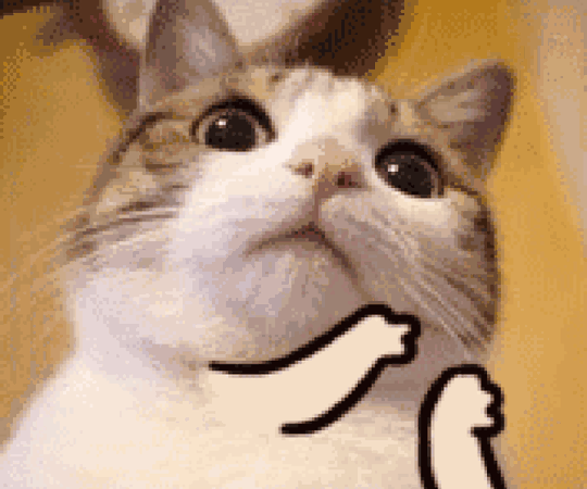 壁纸动物猫猫咪小猫桌面640_535gif动态图动图
