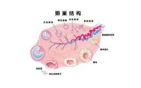 克罗米芬什么时候吃最好?