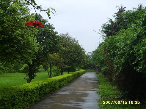 雨伞树-淡淡雾气笼罩下的小红屋,在绿树蓝天的包围下,像极了白雪公主的宫