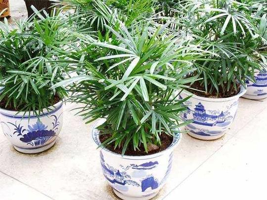 适合养殖在室内的花卉植物，既好看又可以净化室内的空气!
