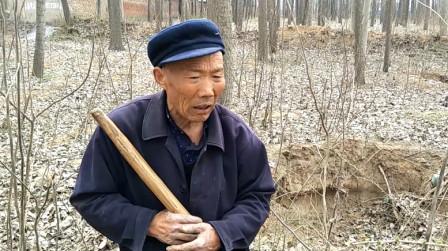 农村60岁大叔沟里面挖药材，收入会是怎样?能赚钱吗