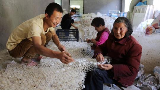 打工夫妻返乡种桑养蚕一年也能挣10万,还能照顾老小亲人