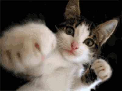 壁纸动物猫猫咪小猫桌面400_298gif动态图动图