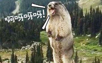 尖叫土拨鼠表情包抽搐gif动图