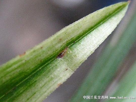 此草是高甲壳,两匹耳叶是瓷白水晶刷尾漂亮,结构是独苗龙根,请仔细