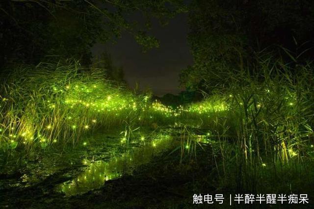 萤火虫在发光的同时也在发热吗