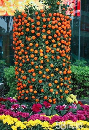 广州市金桔厂家电话多少