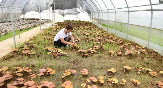 农民朋友们2018年推荐10个适合在农村创业的好项目