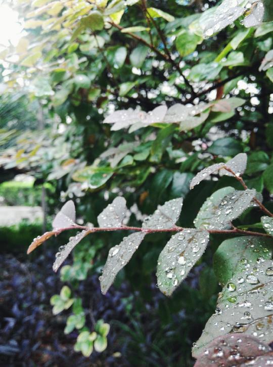 清晨雨露微风秋天的寒意愈.