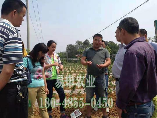 云南凤凰李树苗价格，凤凰李子苗价格