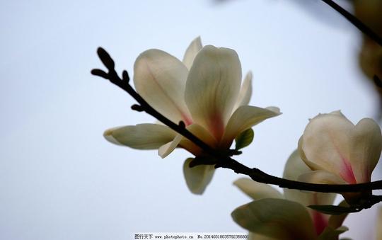 玉兰玉兰图片素材下载兰花白玉兰冰清玉洁花草生物世界