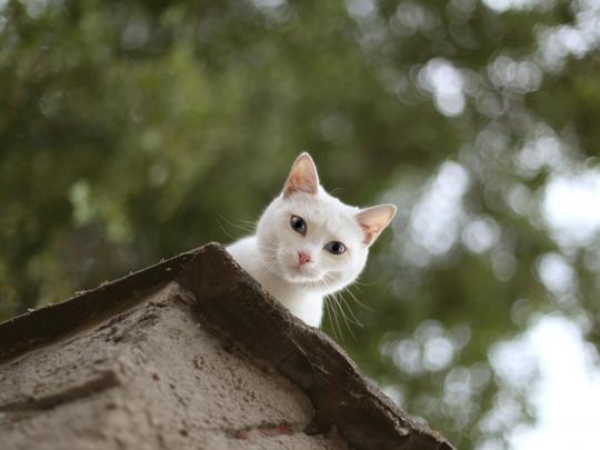猫，白色的猫，房顶，看着你，美猫，桌面壁纸