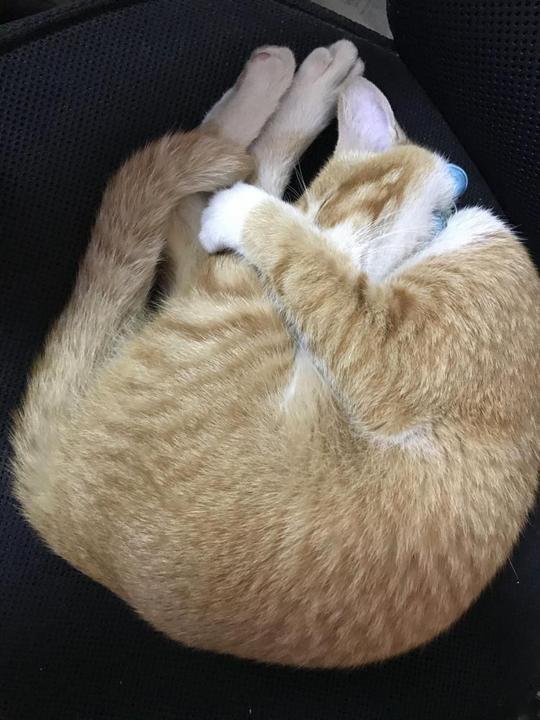 成年公猫