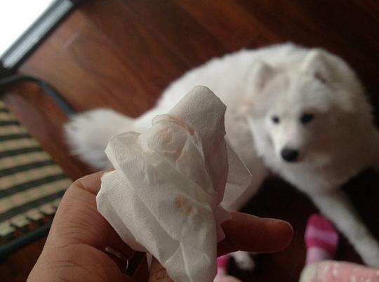 拍了几张小桃子的照片.帮忙看看是不是来月经了,.还是其他情况.