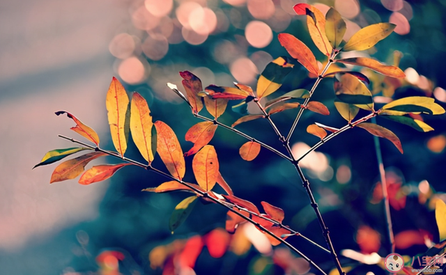 关于夏天的美好的句子