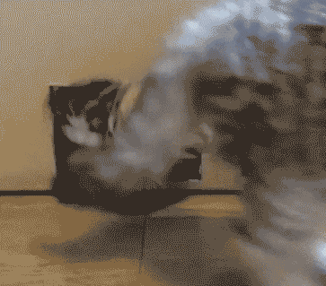 壁纸动物猫猫咪小猫桌面363_319gif动态图动图