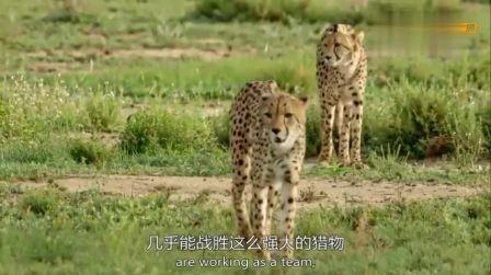 羚羊和猎豹谁跑得快
