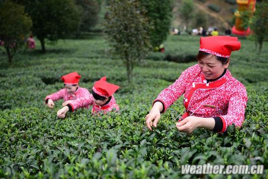 红衣采茶姑娘给春意盎然的茶园更添一番活力(拍摄:刘飞)