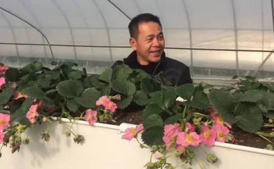 50岁台湾农业专家,讲述年产值450万的草莓传奇创业路!