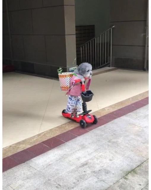 宝宝滑板车有必要买贵的吗