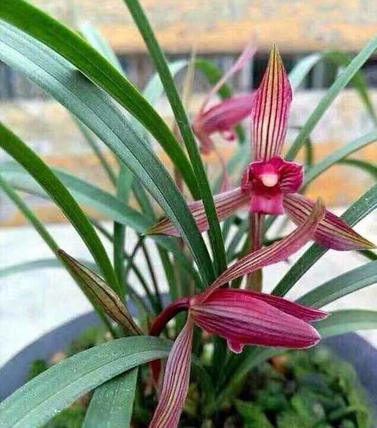 春兰花香最浓的品种，花开浓香，花型极大，花色艳丽，比夕阳还美