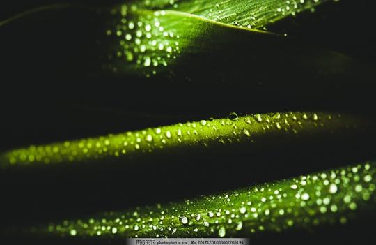 露珠绿叶绿色特写细节拍摄早晨露水水珠树叶树木
