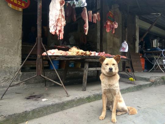主人在屋内忙着给客户装香肠，懂事的狗狗守着猪肉摊做起了生意