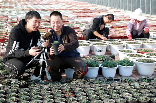 日前,在西安区灯塔镇&lt;/strong&gt;碾山村扶贫创业特色种植产业园的日光大棚里