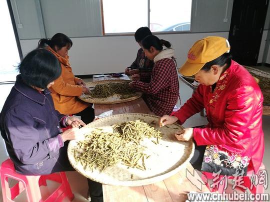 英山温泉镇一能人回乡创业每年为贫困户创收40万元