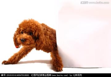 合肥泰迪相关长尾关键词有哪些