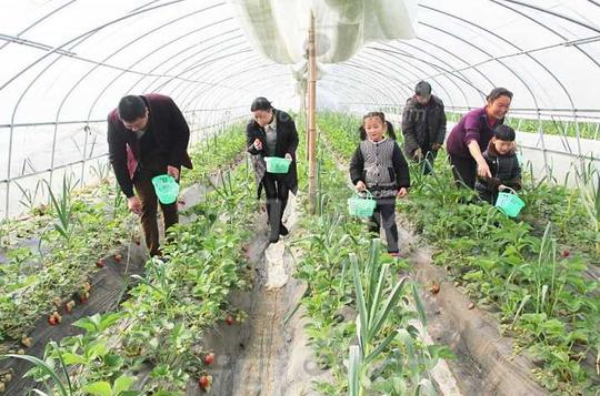 2017农村土地种植什么最赚钱