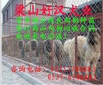 南通市通州区哪里有狗场