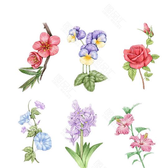 各种手绘花素材合集