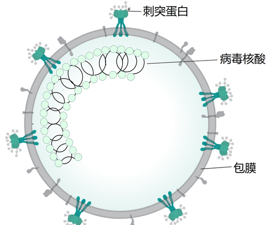 新型冠状病毒能治好吗