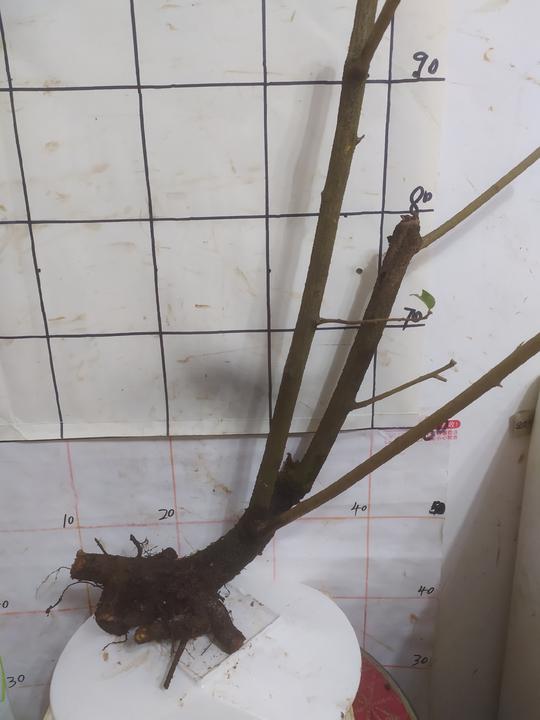 羊奶果，一物一拍胡秃子桩，盆景造型素材，老桩，带土发货，包邮