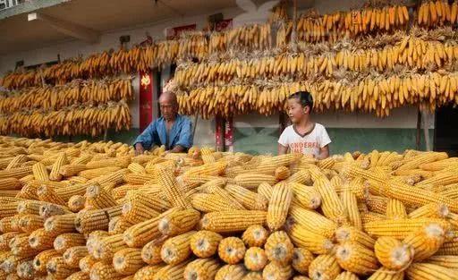 种地不赚钱，在家务农的农民咋办?以下三条路，你咋选?