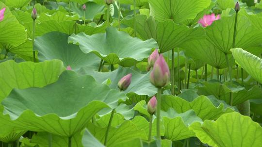 荷塘荷花特写系列之四_3840x2160_高清视频素材下载