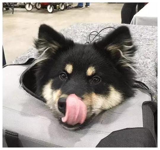 你以为这是一只阿拉斯加?错!这种冷门犬你见过吗?