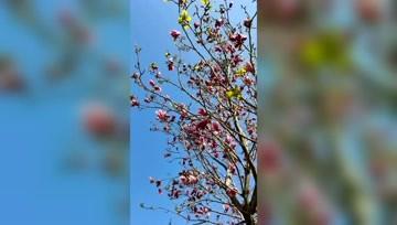从化良口镇乡野度假，2-3月春游踏青赏花摘果乐趣多多，素材来至溪头村、阿婆六、良口枇杷果园