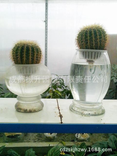 花之物语水培花卉仙人球多肉植物创业好项目诚招加盟代理商
