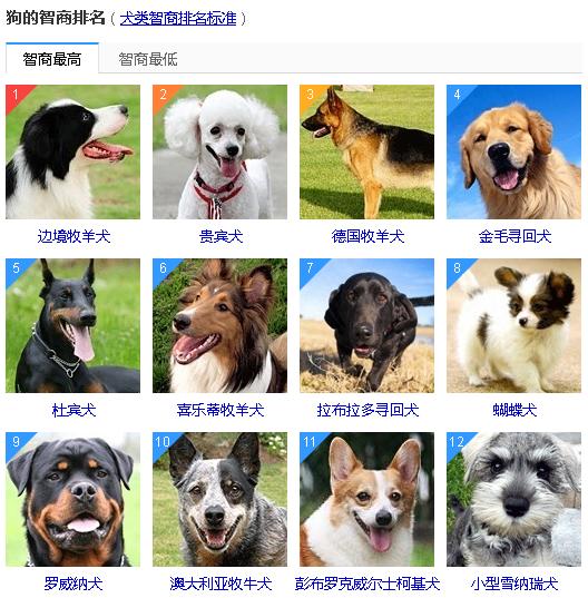 狗狗智商排名前100名这些狗狗你都听说过吗插图