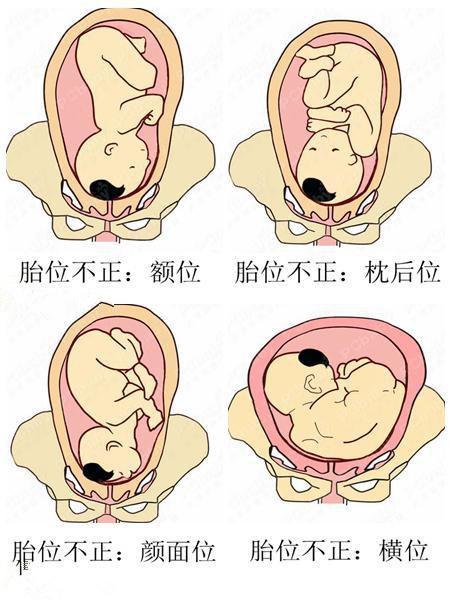 36周胎儿发育指标表